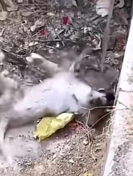 Part2 Animals Rescue #dogrescue #rescuedog #dogsofttiktok #foryoupage #foryou #dogs