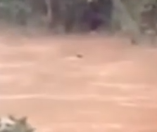 Part2 Animals Rescue #dogrescue #rescuedog #dogsofttiktok #foryoupage #foryou #dogs