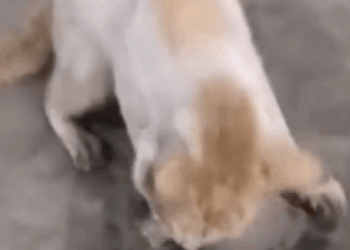 Part2 Animals Rescue #dogrescue #rescuedog #dogsofttiktok #foryoupage #foryou #dogs