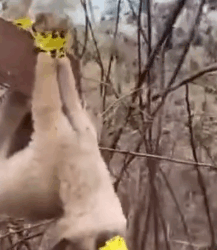 Part2 Animals Rescue #dogrescue #rescuedog #dogsofttiktok #foryoupage #foryou #dogs