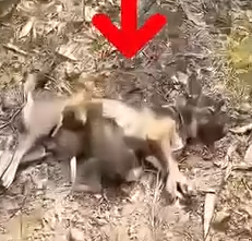 Part2 Animals Rescue #dogrescue #rescuedog #dogsofttiktok #foryoupage #foryou #dogs