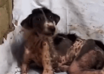 Part2 Animals Rescue #dogrescue #rescuedog #dogsofttiktok #foryoupage #foryou #dogs