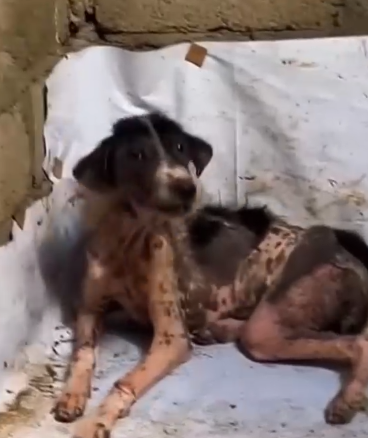 Part2 Animals Rescue #dogrescue #rescuedog #dogsofttiktok #foryoupage #foryou #dogs
