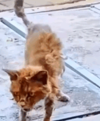 Part2 Animals Rescue #dogrescue #rescuedog #dogsofttiktok #foryoupage #foryou #dogs