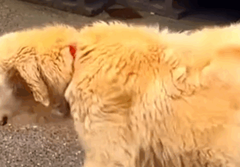 Part2 Animals Rescue #dogrescue #rescuedog #dogsofttiktok #foryoupage #foryou #dogs