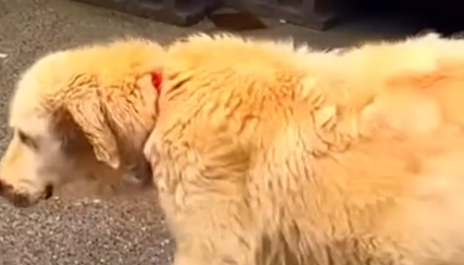 Part2 Animals Rescue #dogrescue #rescuedog #dogsofttiktok #foryoupage #foryou #dogs