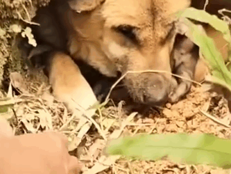 Part2 Animals Rescue #dogrescue #rescuedog #dogsofttiktok #foryoupage #foryou #dogs