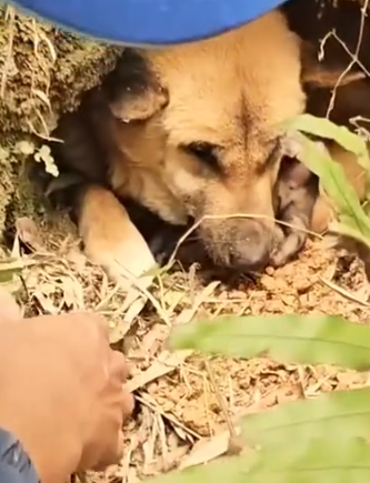 Part2 Animals Rescue #dogrescue #rescuedog #dogsofttiktok #foryoupage #foryou #dogs