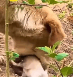 Part2 Animals Rescue #dogrescue #rescuedog #dogsofttiktok #foryoupage #foryou #dogs