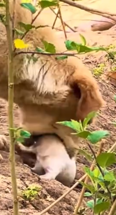 Part2 Animals Rescue #dogrescue #rescuedog #dogsofttiktok #foryoupage #foryou #dogs