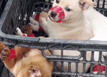 Part2 Animals Rescue #dogrescue #rescuedog #dogsofttiktok #foryoupage #foryou #dogs