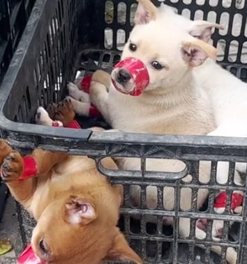 Part2 Animals Rescue #dogrescue #rescuedog #dogsofttiktok #foryoupage #foryou #dogs