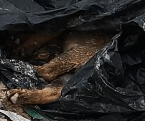 Part2 Animals Rescue #dogrescue #rescuedog #dogsofttiktok #foryoupage #foryou #dogs