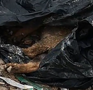 Part2 Animals Rescue #dogrescue #rescuedog #dogsofttiktok #foryoupage #foryou #dogs