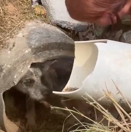 Part2 Animals Rescue #dogrescue #rescuedog #dogsofttiktok #foryoupage #foryou #dogs