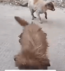 Part2 Animals Rescue #dogrescue #rescuedog #dogsofttiktok #foryoupage #foryou #dogs