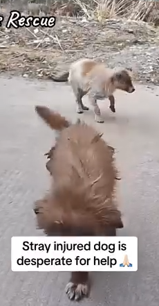 Part2 Animals Rescue #dogrescue #rescuedog #dogsofttiktok #foryoupage #foryou #dogs