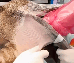 Part2 Animals Rescue #dogrescue #rescuedog #dogsofttiktok #foryoupage #foryou #dogs