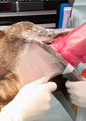 Part2 Animals Rescue #dogrescue #rescuedog #dogsofttiktok #foryoupage #foryou #dogs