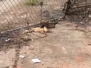 Part2 Animals Rescue #dogrescue #rescuedog #dogsofttiktok #foryoupage #foryou #dogs