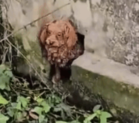 Part2 Animals Rescue #dogrescue #rescuedog #dogsofttiktok #foryoupage #foryou #dogs