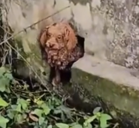 Part2 Animals Rescue #dogrescue #rescuedog #dogsofttiktok #foryoupage #foryou #dogs