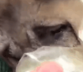 Part2 Animals Rescue #dogrescue #rescuedog #dogsofttiktok #foryoupage #foryou #dogs