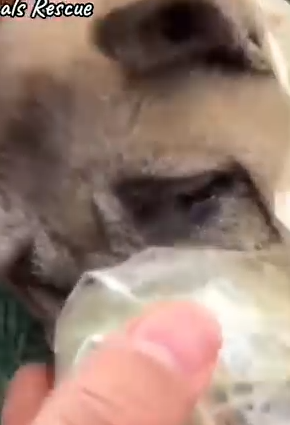 Part2 Animals Rescue #dogrescue #rescuedog #dogsofttiktok #foryoupage #foryou #dogs