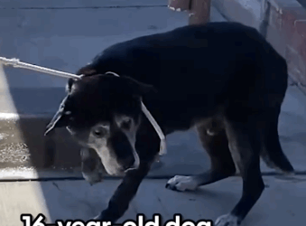 Part2 Animals Rescue #dogrescue #rescuedog #dogsofttiktok #foryoupage #foryou #dogs