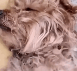 Part2 Animals Rescue #dogrescue #rescuedog #dogsofttiktok #foryoupage #foryou #dogs