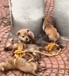 Part2 Animals Rescue #dogrescue #rescuedog #dogsofttiktok #foryoupage #foryou #dogs