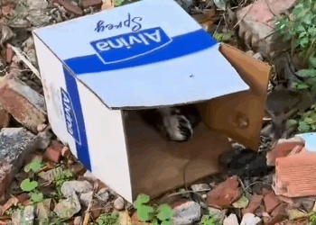 Part2 Animals Rescue #dogrescue #rescuedog #dogsofttiktok #foryoupage #foryou #dogs