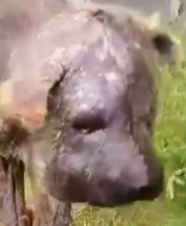 Part2 Animals Rescue #dogrescue #rescuedog #dogsofttiktok #foryoupage #foryou #dogs