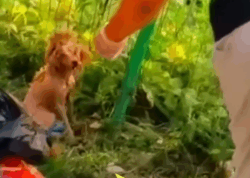 Part2 Animals Rescue #dogrescue #rescuedog #dogsofttiktok #foryoupage #foryou #dogs