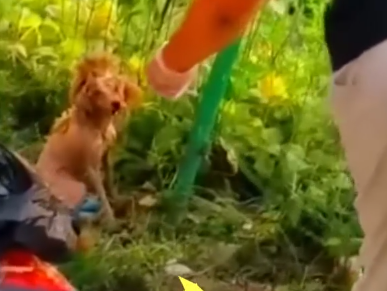 Part2 Animals Rescue #dogrescue #rescuedog #dogsofttiktok #foryoupage #foryou #dogs