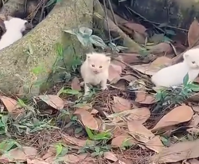 Part2 Animals Rescue #dogrescue #rescuedog #dogsofttiktok #foryoupage #foryou #dogs