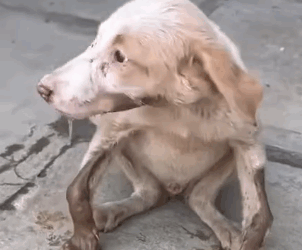 Part2 Animals Rescue #dogrescue #rescuedog #dogsofttiktok #foryoupage #foryou #dogs