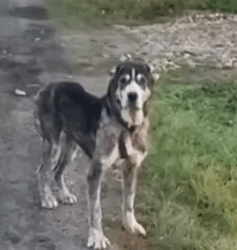 Part2 Animals Rescue #dogrescue #rescuedog #dogsofttiktok #foryoupage #foryou #dogs