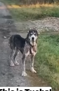 Part2 Animals Rescue #dogrescue #rescuedog #dogsofttiktok #foryoupage #foryou #dogs