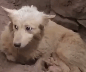 Part2 Animals Rescue #dogrescue #rescuedog #dogsofttiktok #foryoupage #foryou #dogs