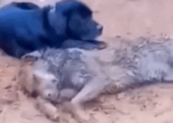 Part2 Animals Rescue #dogrescue #rescuedog #dogsofttiktok #foryoupage #foryou #dogs