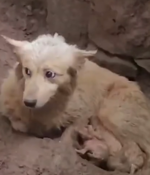 Part2 Animals Rescue #dogrescue #rescuedog #dogsofttiktok #foryoupage #foryou #dogs