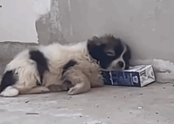 Part2 Animals Rescue #dogrescue #rescuedog #dogsofttiktok #foryoupage #foryou #dogs