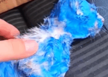 Part2 Animals Rescue #dogrescue #rescuedog #dogsofttiktok #foryoupage #foryou #dogs