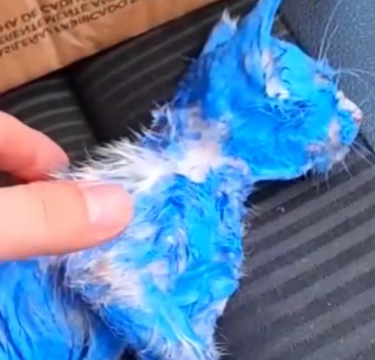 Part2 Animals Rescue #dogrescue #rescuedog #dogsofttiktok #foryoupage #foryou #dogs