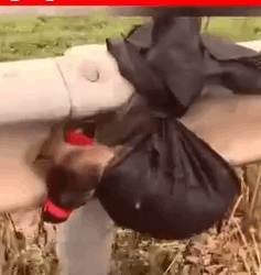 Part2 Animals Rescue #dogrescue #rescuedog #dogsofttiktok #foryoupage #foryou #dogs