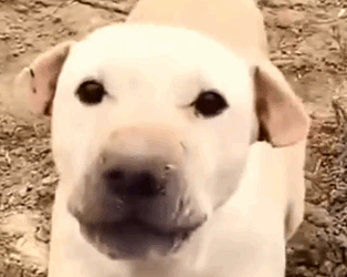 Part2 Animals Rescue #dogrescue #rescuedog #dogsofttiktok #foryoupage #foryou #dogs