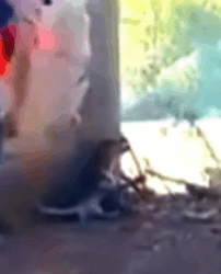 Part2 Animals Rescue #dogrescue #rescuedog #dogsofttiktok #foryoupage #foryou #dogs