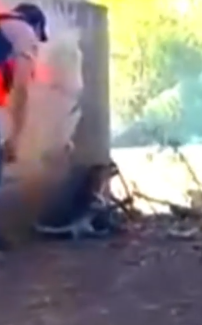 Part2 Animals Rescue #dogrescue #rescuedog #dogsofttiktok #foryoupage #foryou #dogs