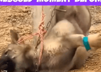 Part2 Animals Rescue #dogrescue #rescuedog #dogsofttiktok #foryoupage #foryou #dogs